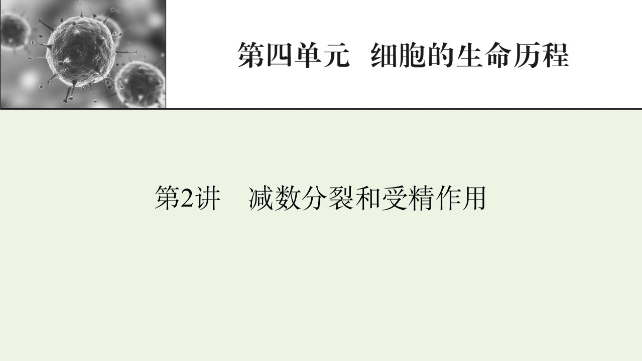 2022届高考生物一轮复习第4单元细胞的生命历程第2讲减数分裂和受精作用课件新人教版