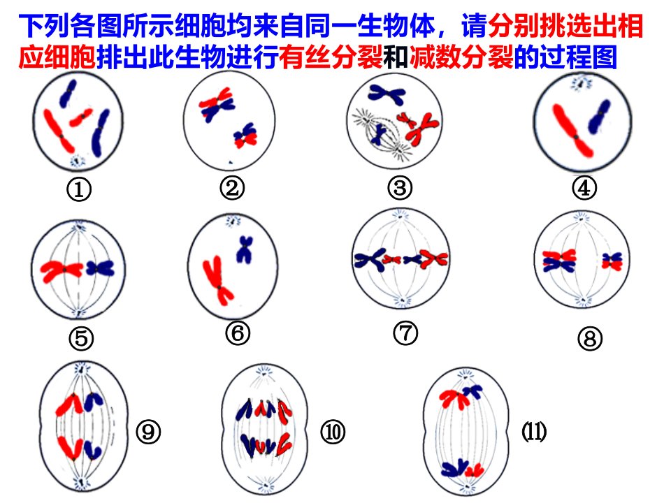 减数分裂和受精作用第3课时课件