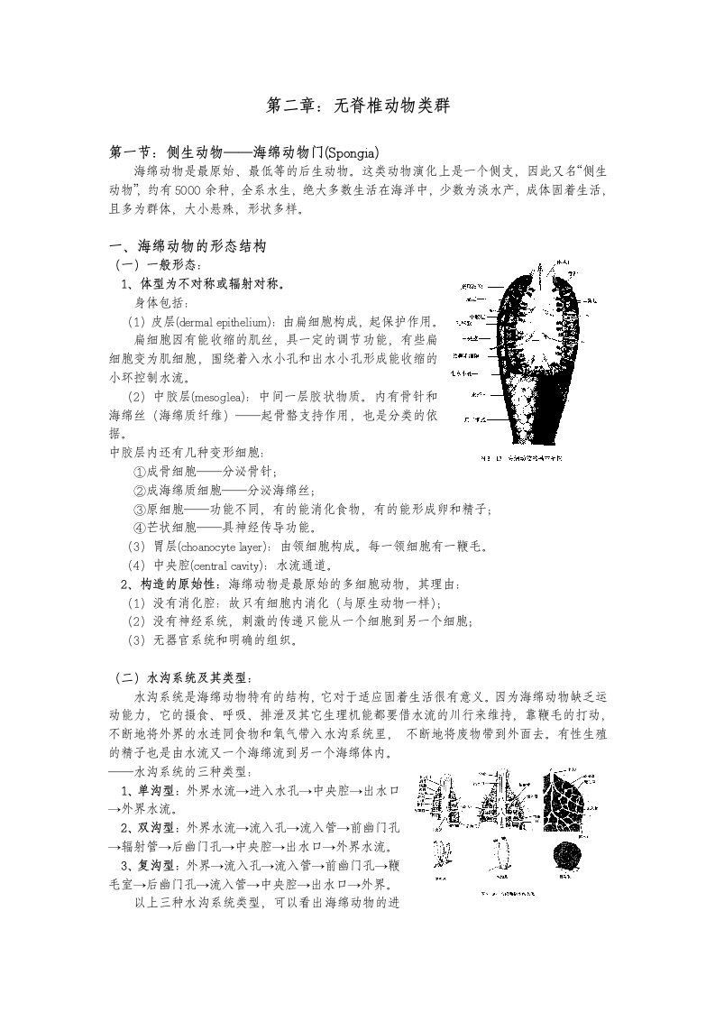 无脊椎动物类群侧生动物——海绵动物门Spongia