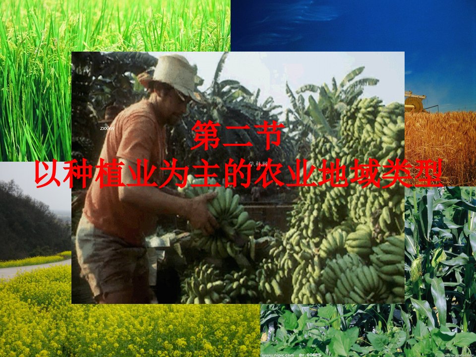 4以种植业为主的农业地域类型