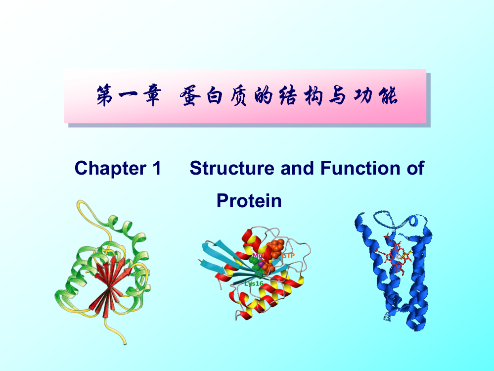生化-蛋白质的结构与功能-2014