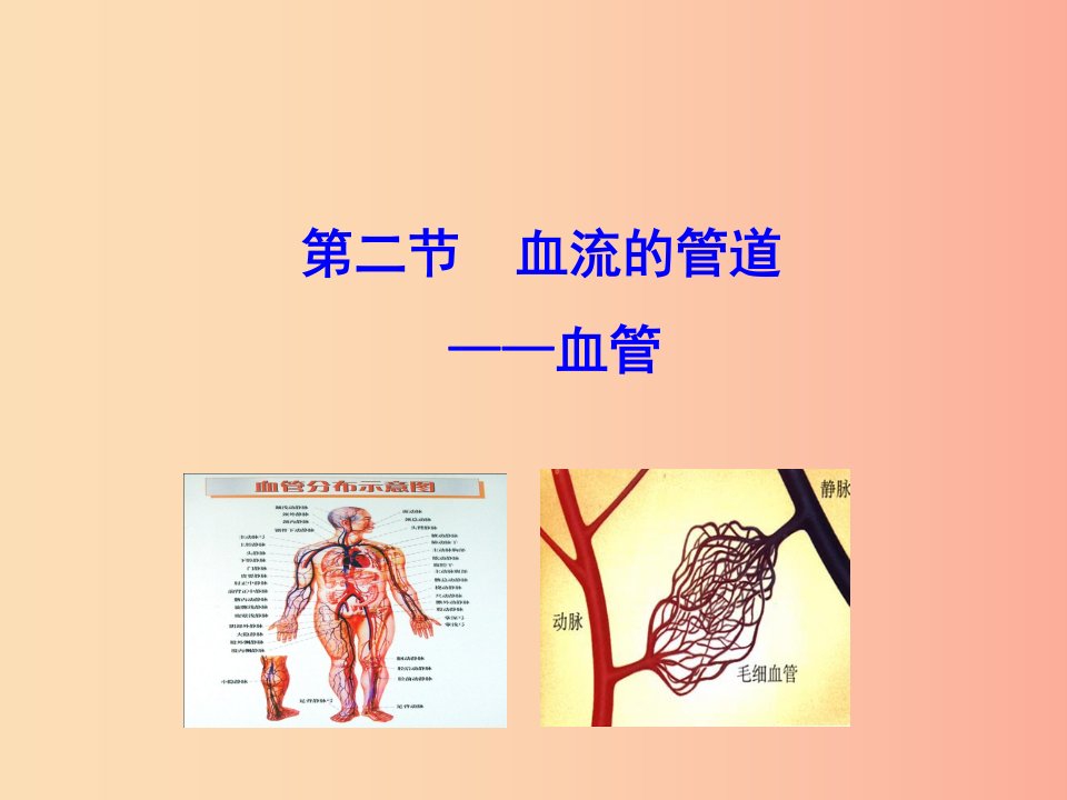 2019版七年级生物下册第四单元生物圈中的人第四章人体内物质的运输2血流的管道─血管教学课件新人教版