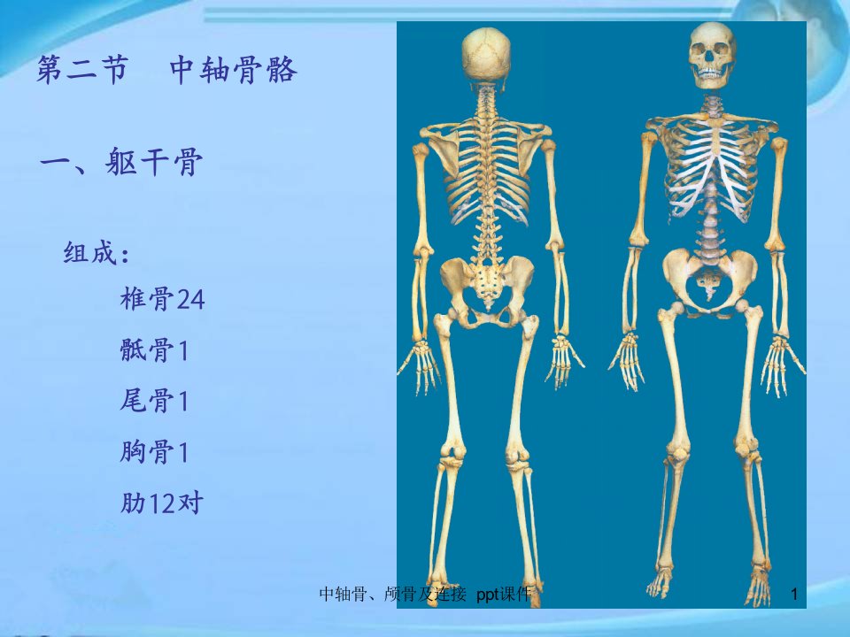 中轴骨颅骨及连接