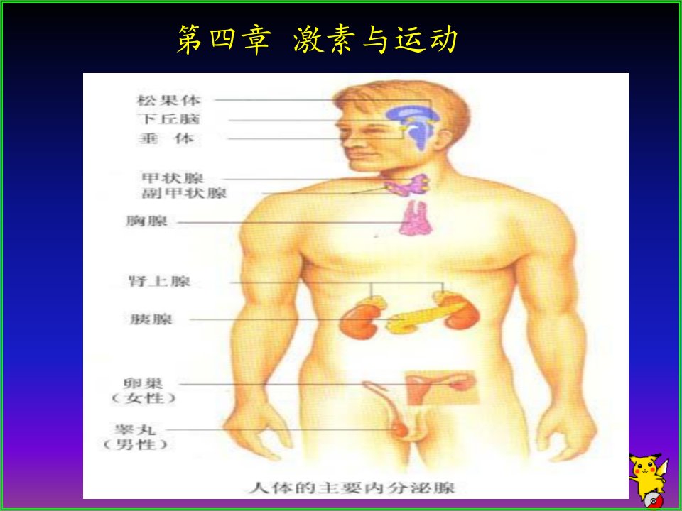 《激素与运动》PPT课件