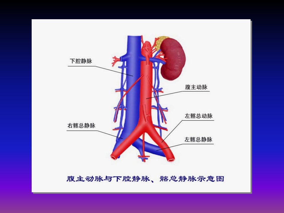 下肢深静脉血栓形成的机制及其归转改课件