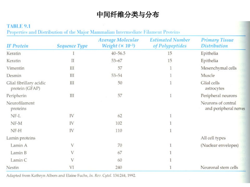 细胞骨架5