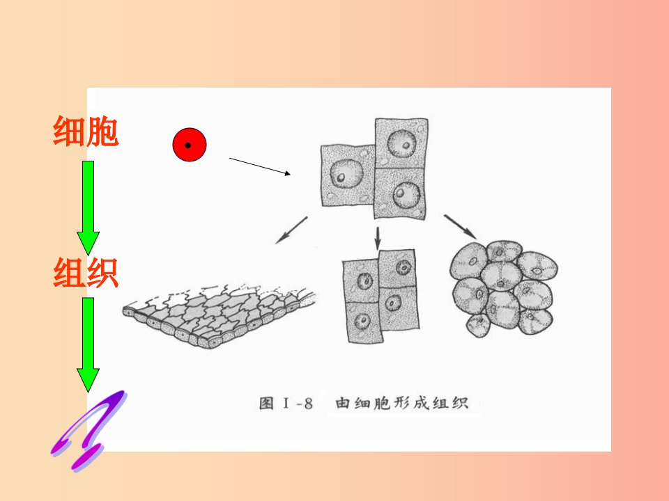 七年级生物上册2.4.2生物体的器官系统课件3新版北师大版