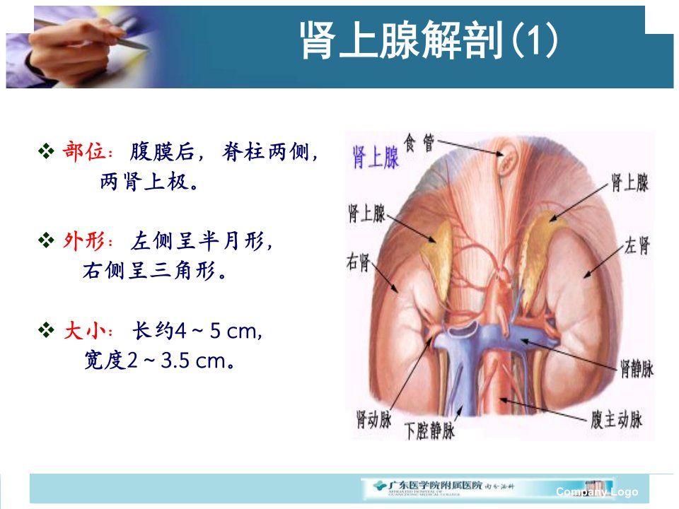 最新吴美芬库欣综合征精品课件