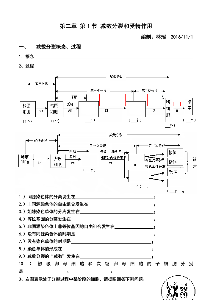 减数分裂基础知识