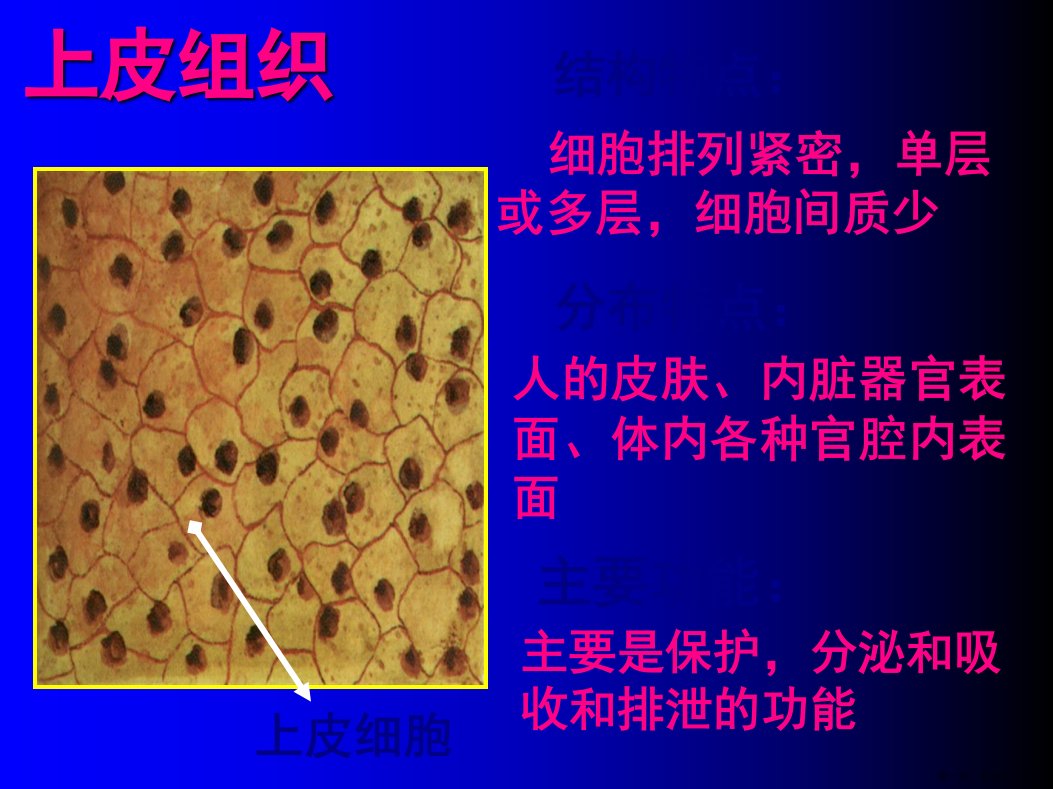 动物生理学课件第二章