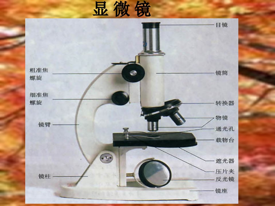 《初一生物知识复习》PPT课件