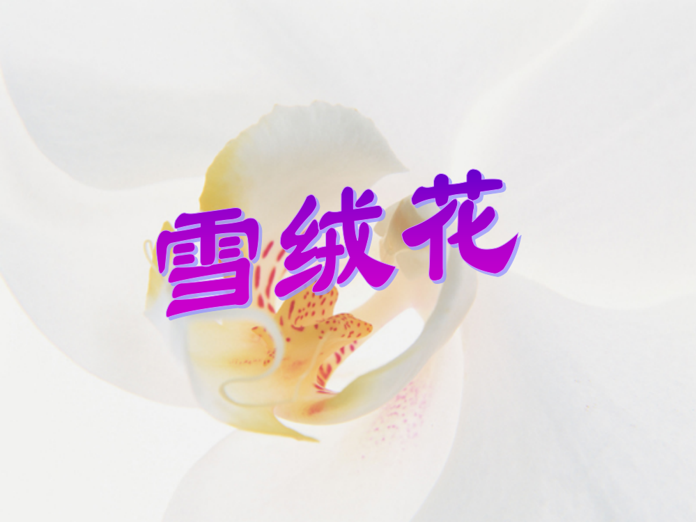 《雪绒花》PPT课件（人教新课标四年级音乐下册课件）