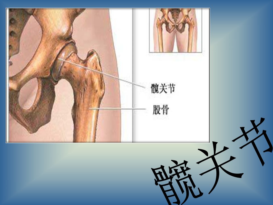 髋关节及其常见的疾病