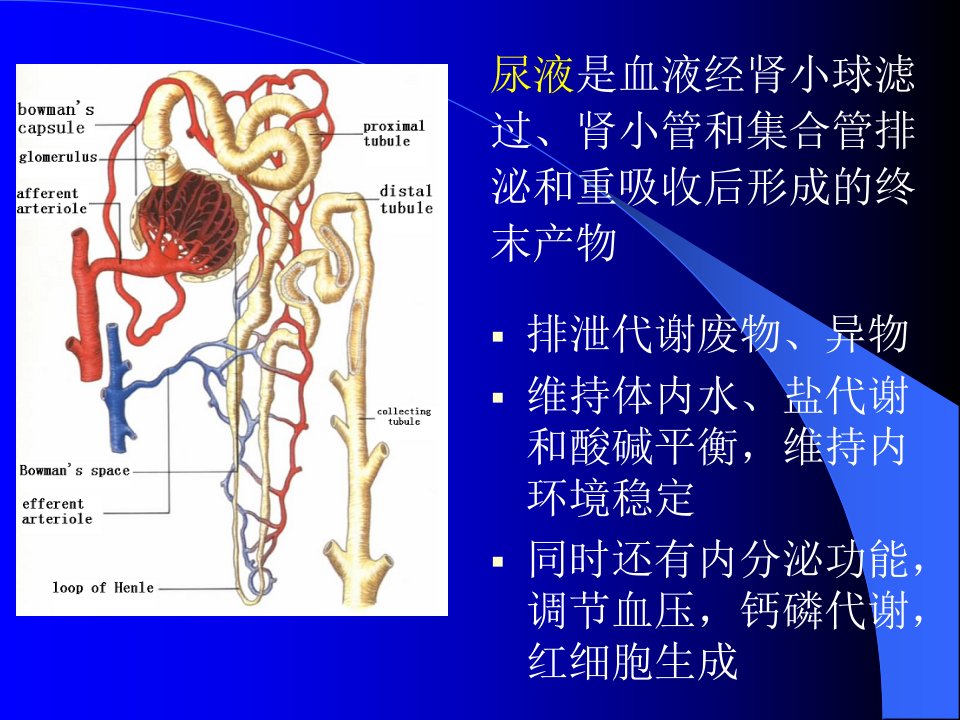 诊断尿液的检测