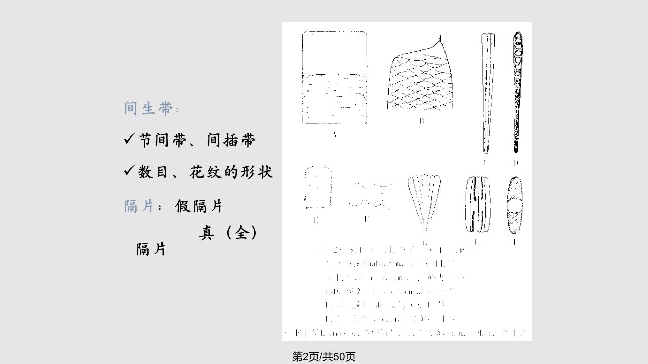 水生生物学水生植物硅藻门