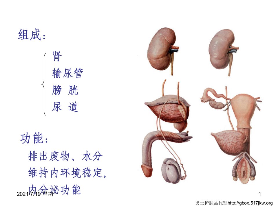 医学专题泌尿系统的组成部分及功能全解