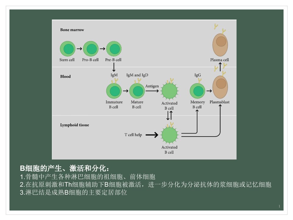 美罗华(利妥昔单抗)PPT讲座