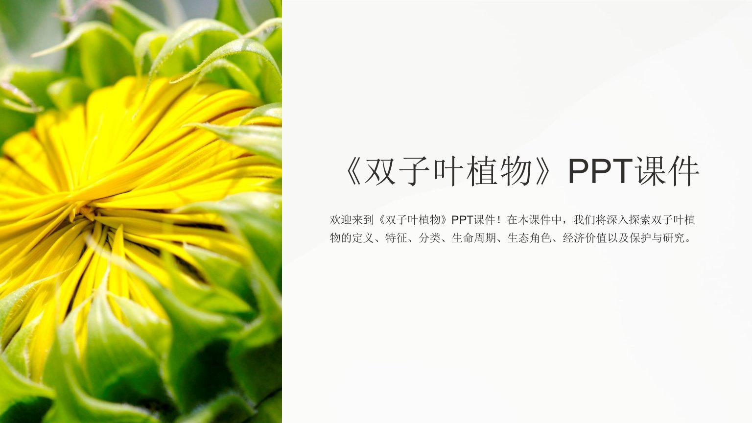 《双子叶植物》课件