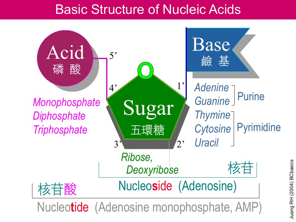 核酸structure