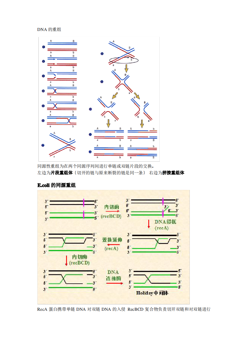 基因重组和基因工程总结-贻宏。。