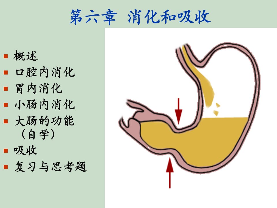 生理学第六章