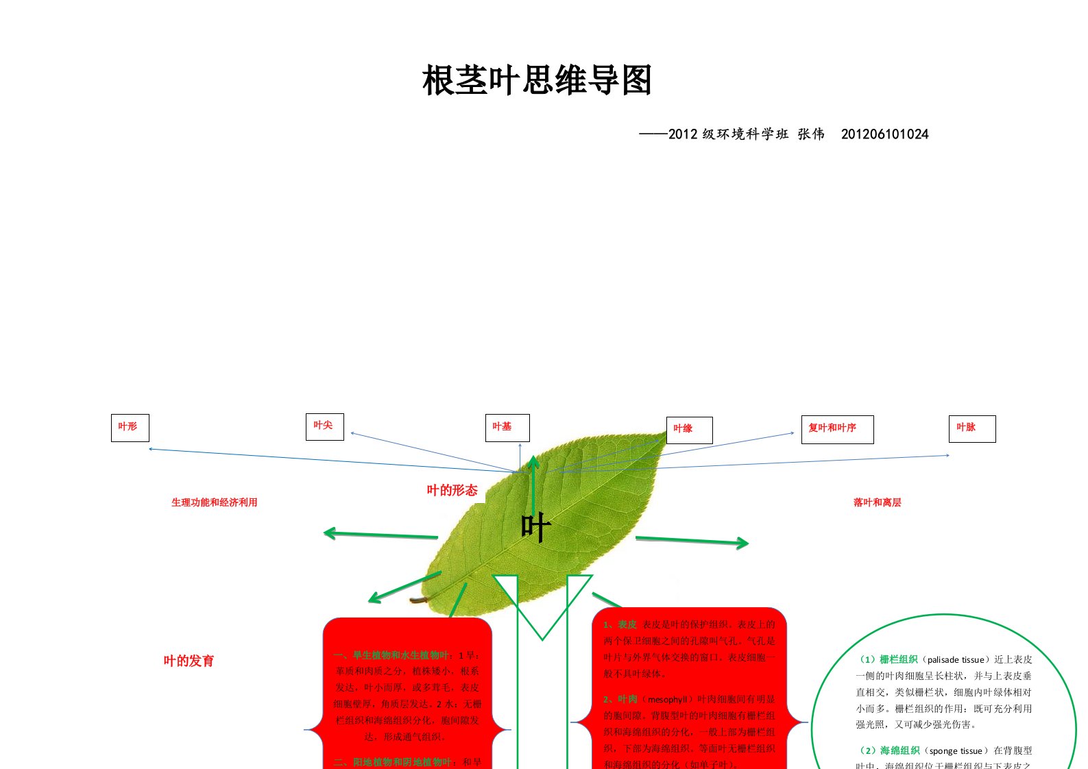 植物学根茎叶结构思维导图