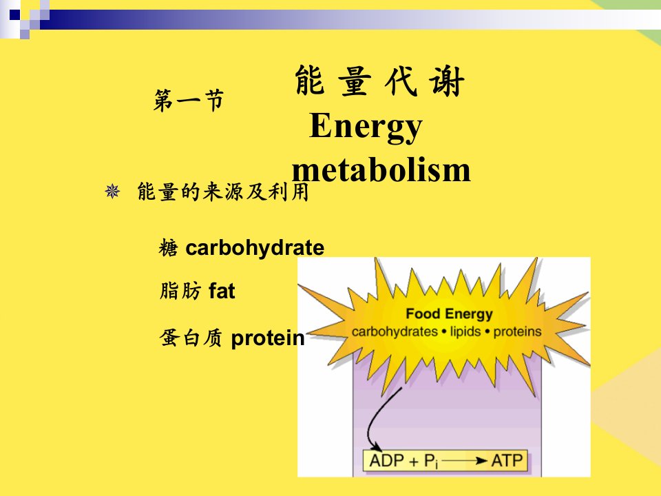 动物生理学能量代谢与体温调节2022优秀课件