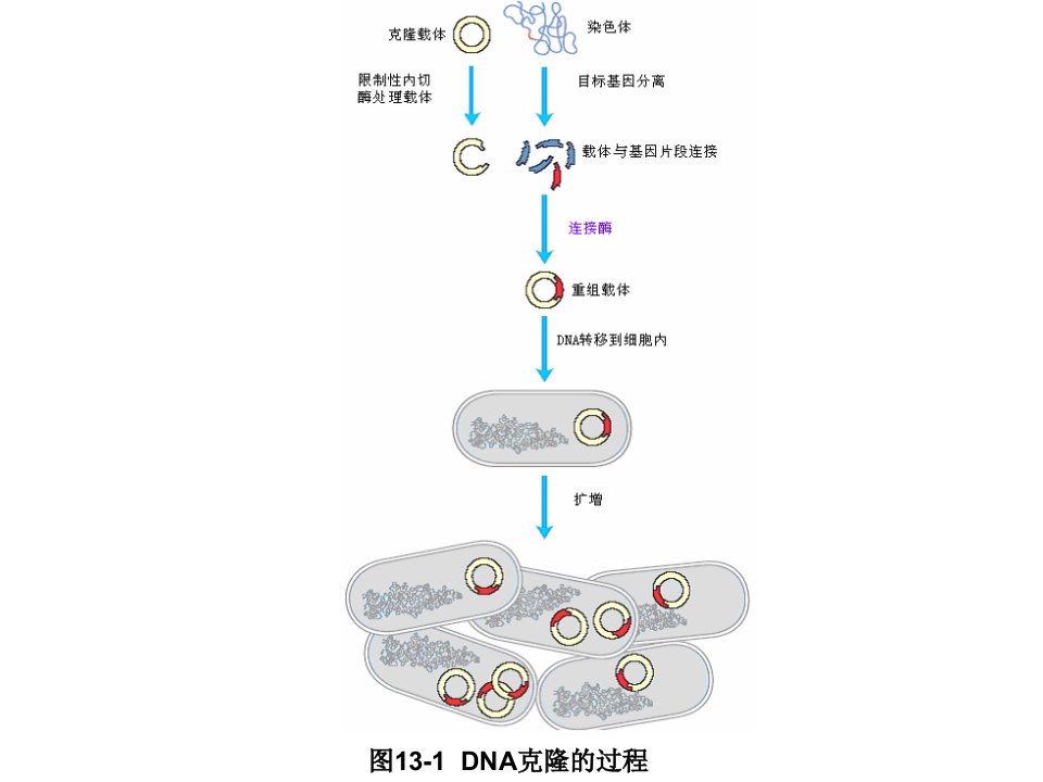 《基因工程实例》PPT课件