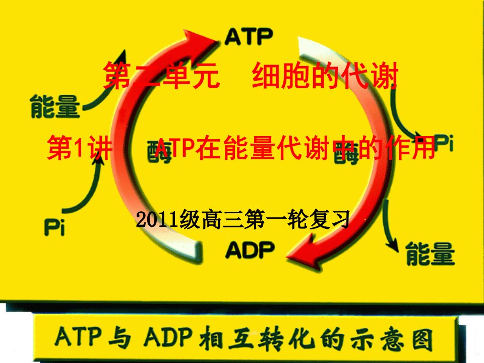 高一生物ATP在能量代谢中的作用