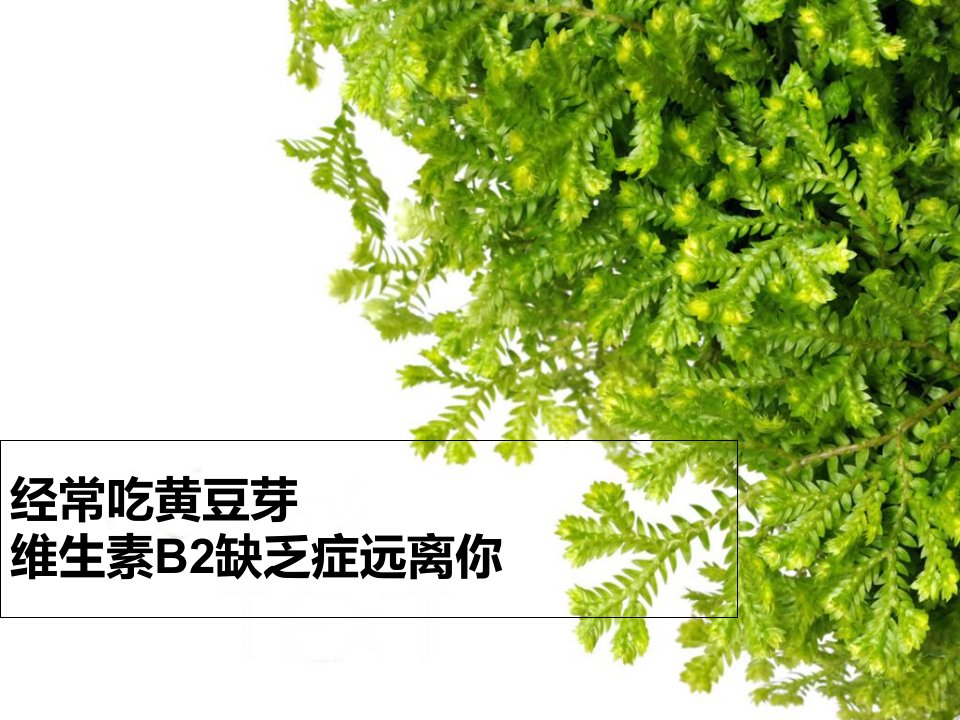 经常吃黄豆芽维生素B2缺乏症远离你