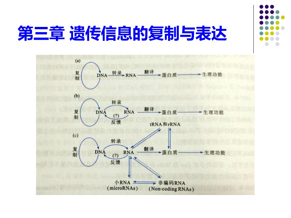 《DNA双螺旋结构》PPT课件