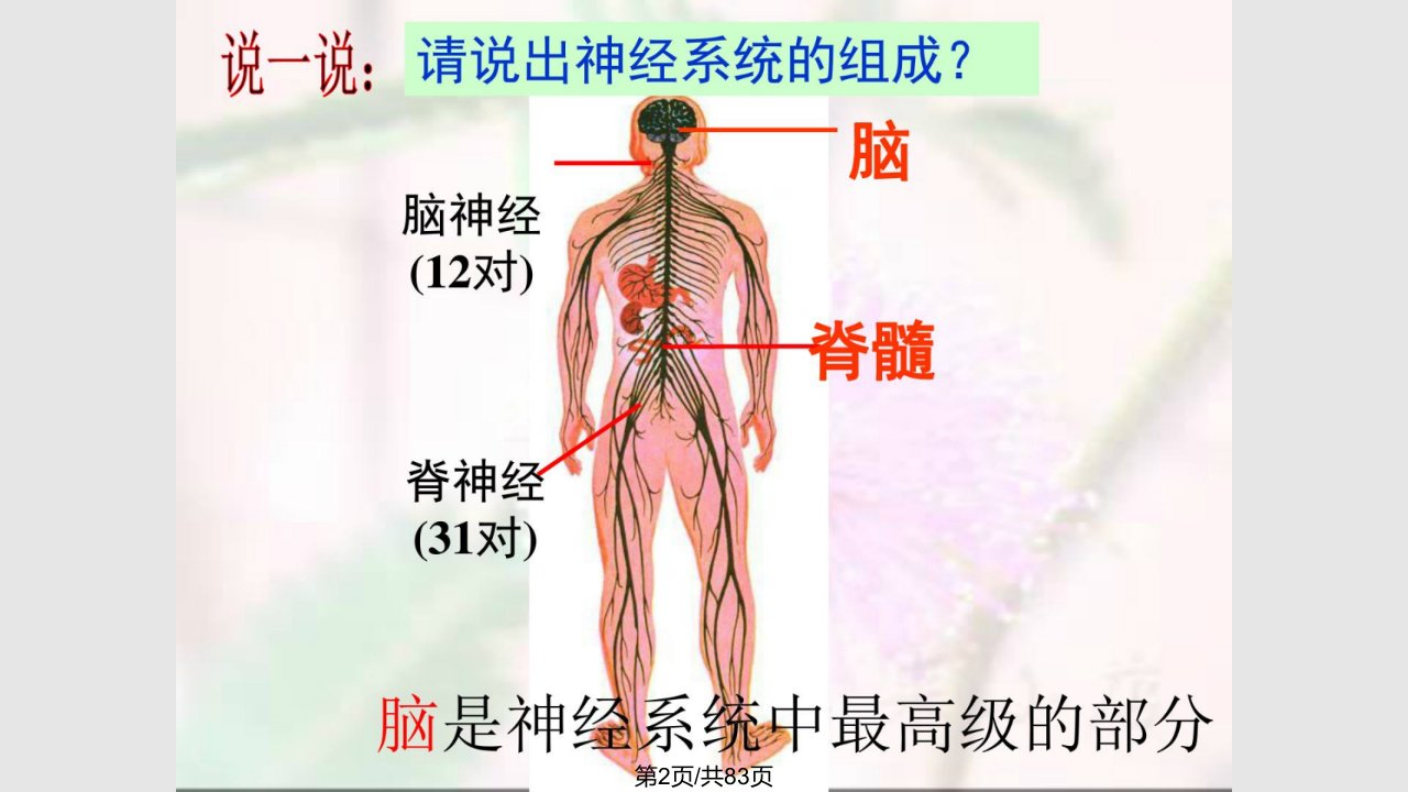 神经调节课时上课