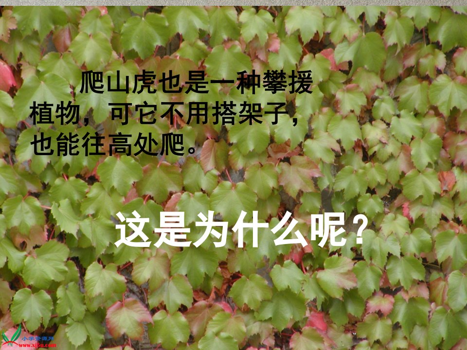 6爬山虎的脚李慧兰