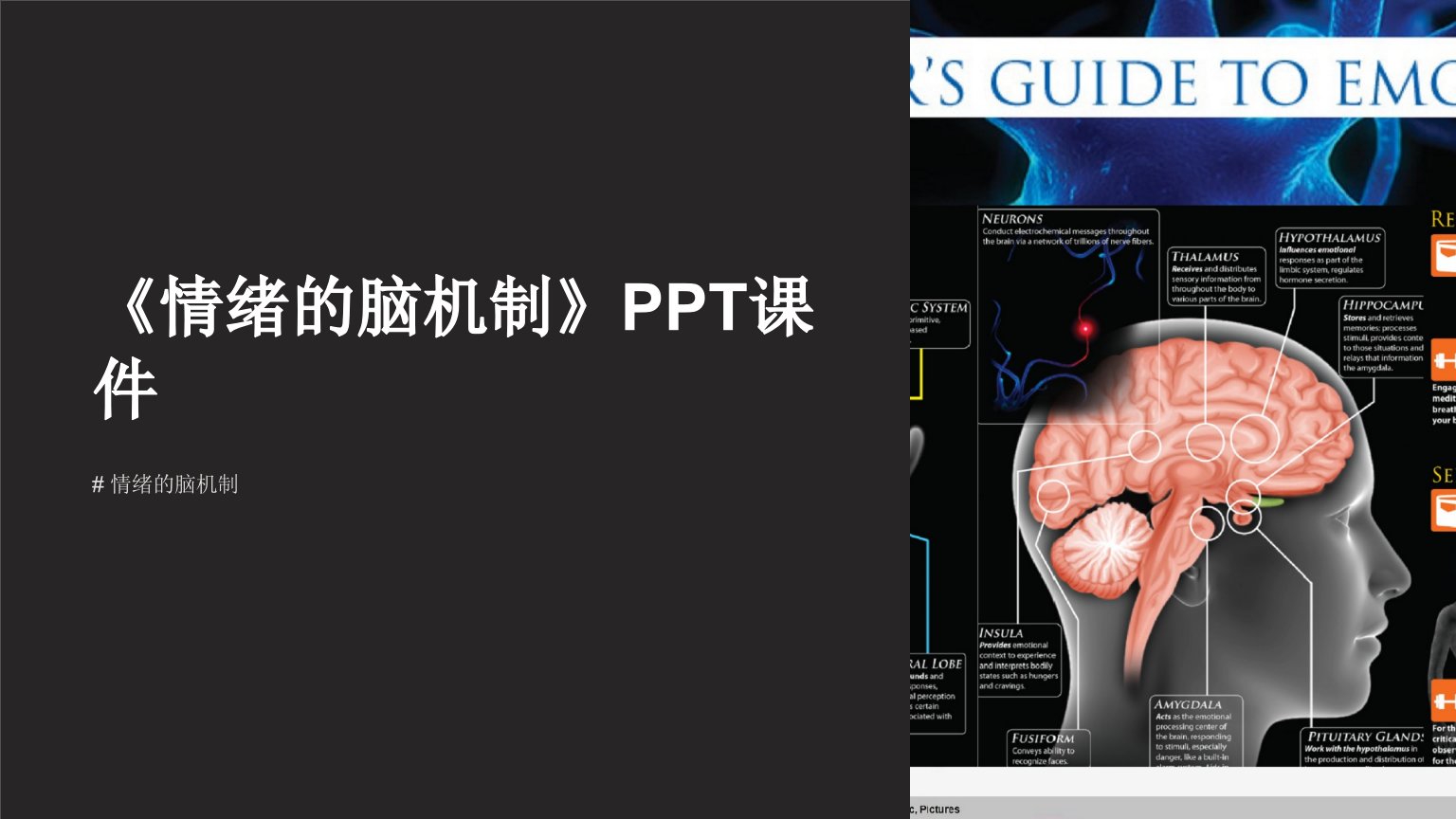 《情绪的脑机制》课件