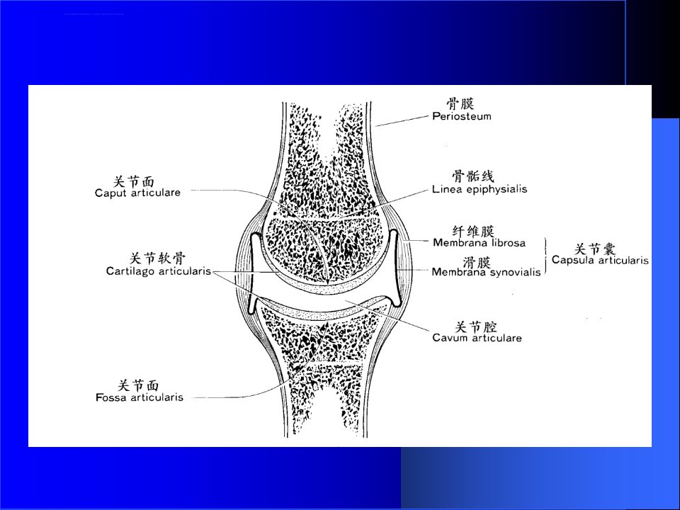 关节松动术精华版ppt课件