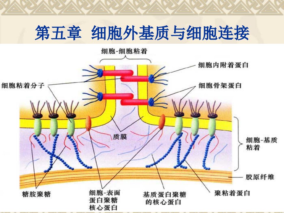 第五章细胞外基质与细胞连接名师编辑PPT课件