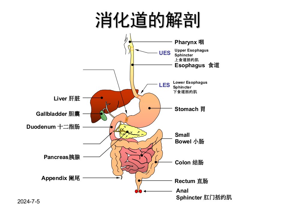 促胃动力药剖析