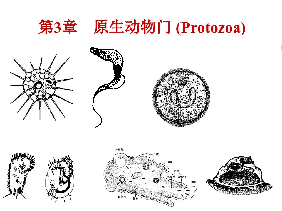 普通动物学第3章原生动物