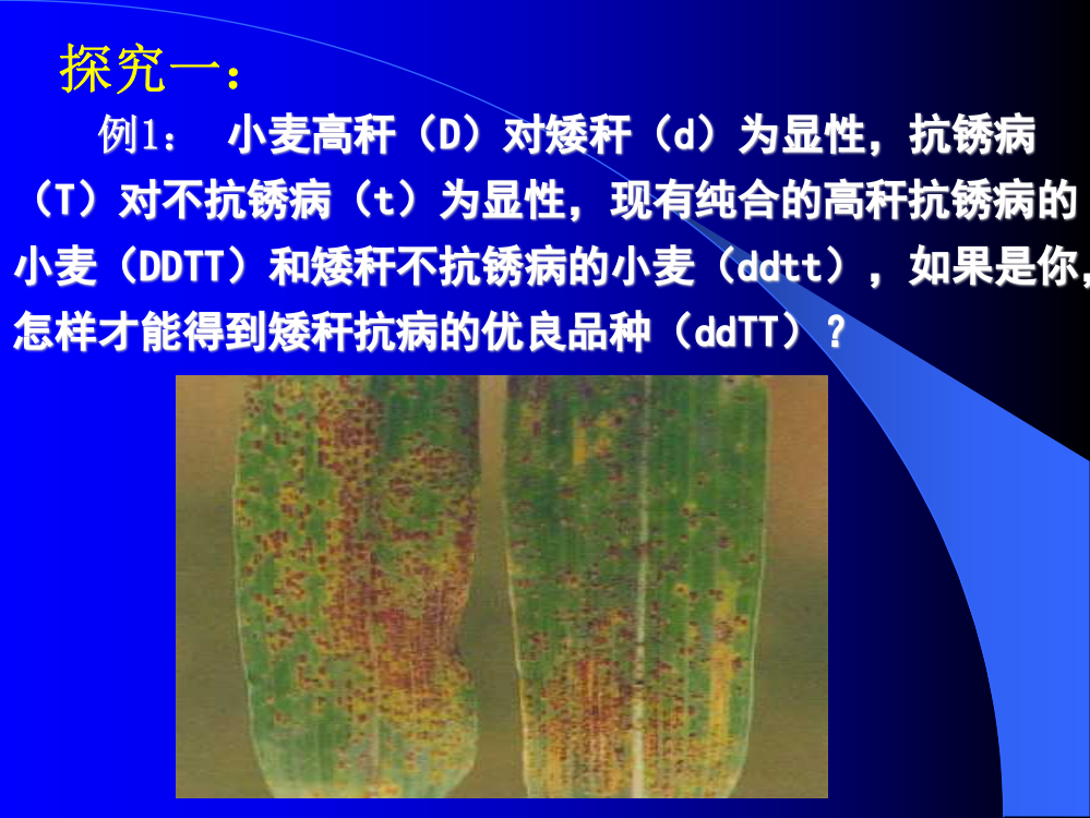 《杂交育种与诱变育种》课件