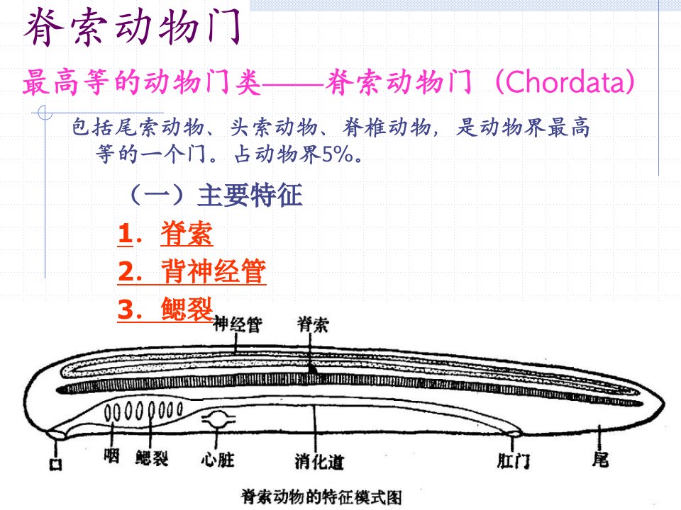 第6章动物界-脊索动物门-1