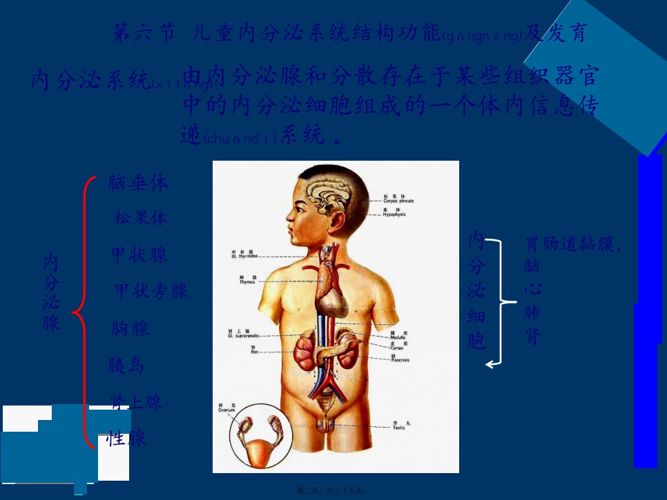 医学专题第七章内分泌系统结构和功能