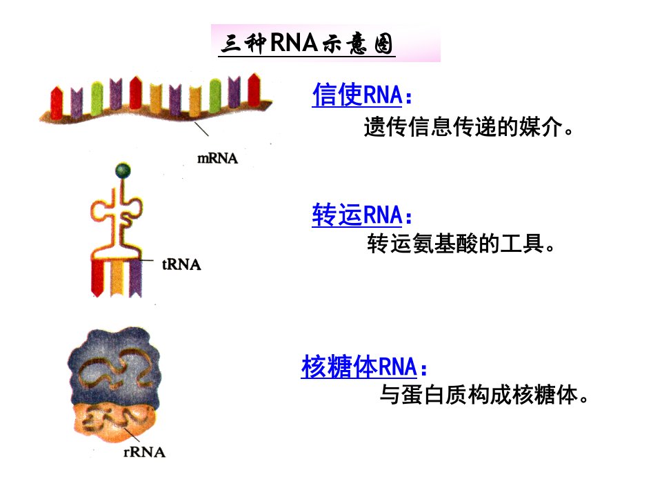 《种RNA示意》PPT课件