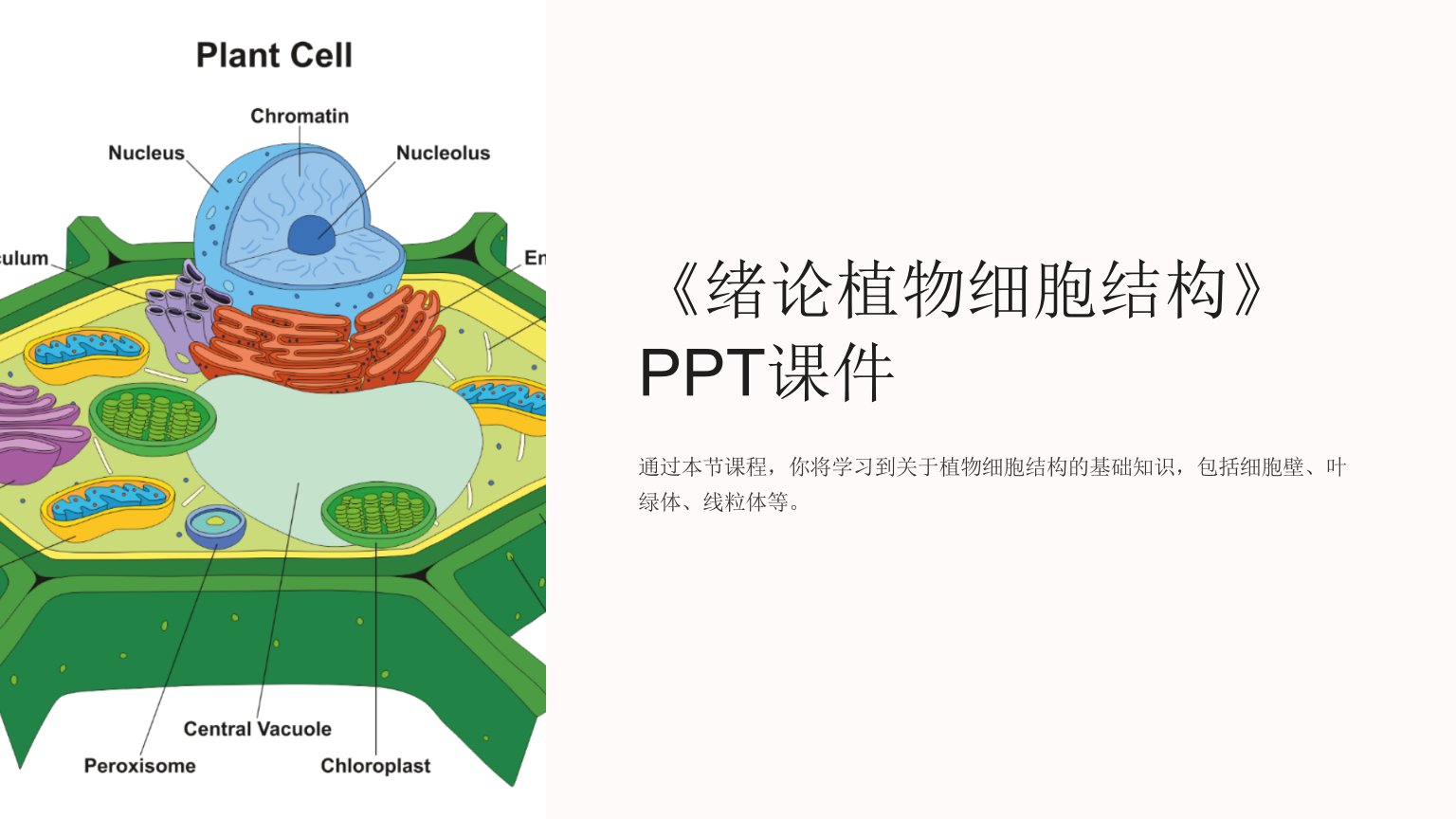 《绪论植物细胞结构》课件