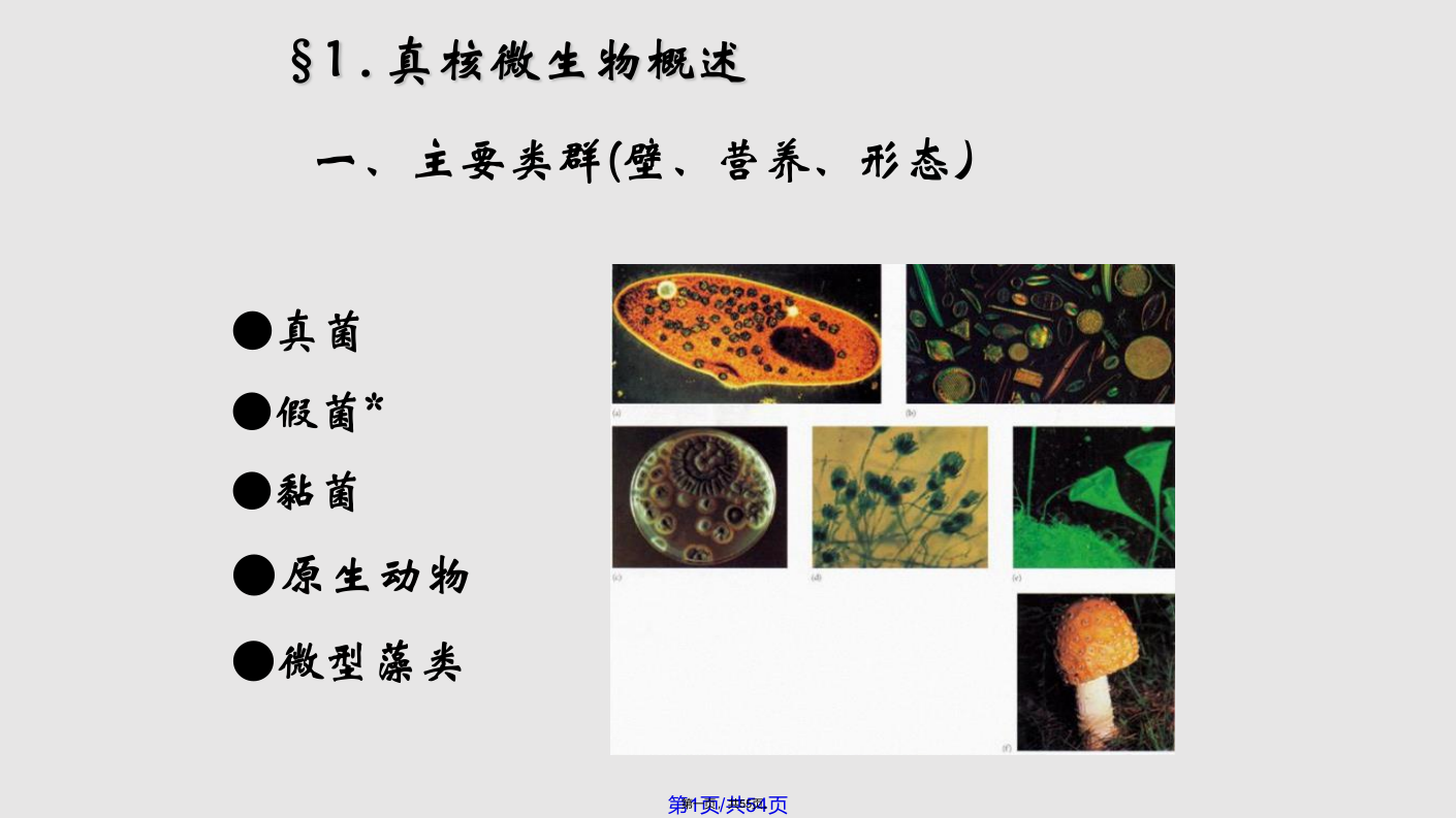 真核微生物型态构造