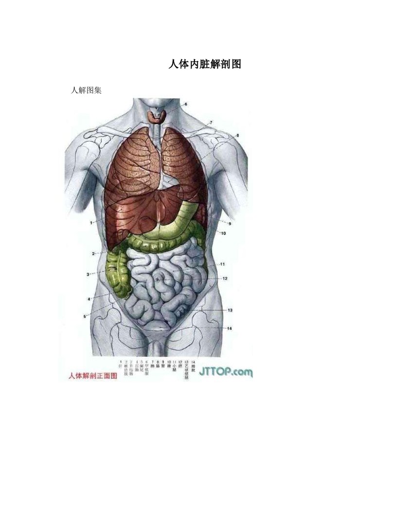 人体内脏解剖图