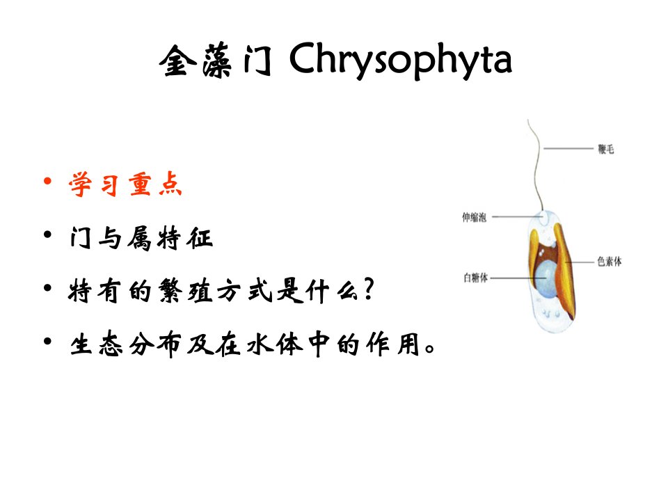 水生生物学4-金藻门课件