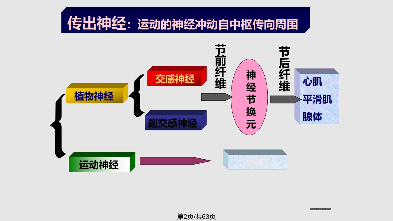 深圳大学药剂学作用于胆碱能受体的药物