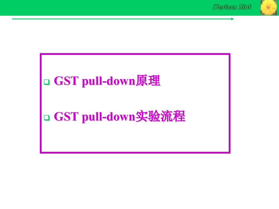 GSTpulldown实验技术PPT讲座