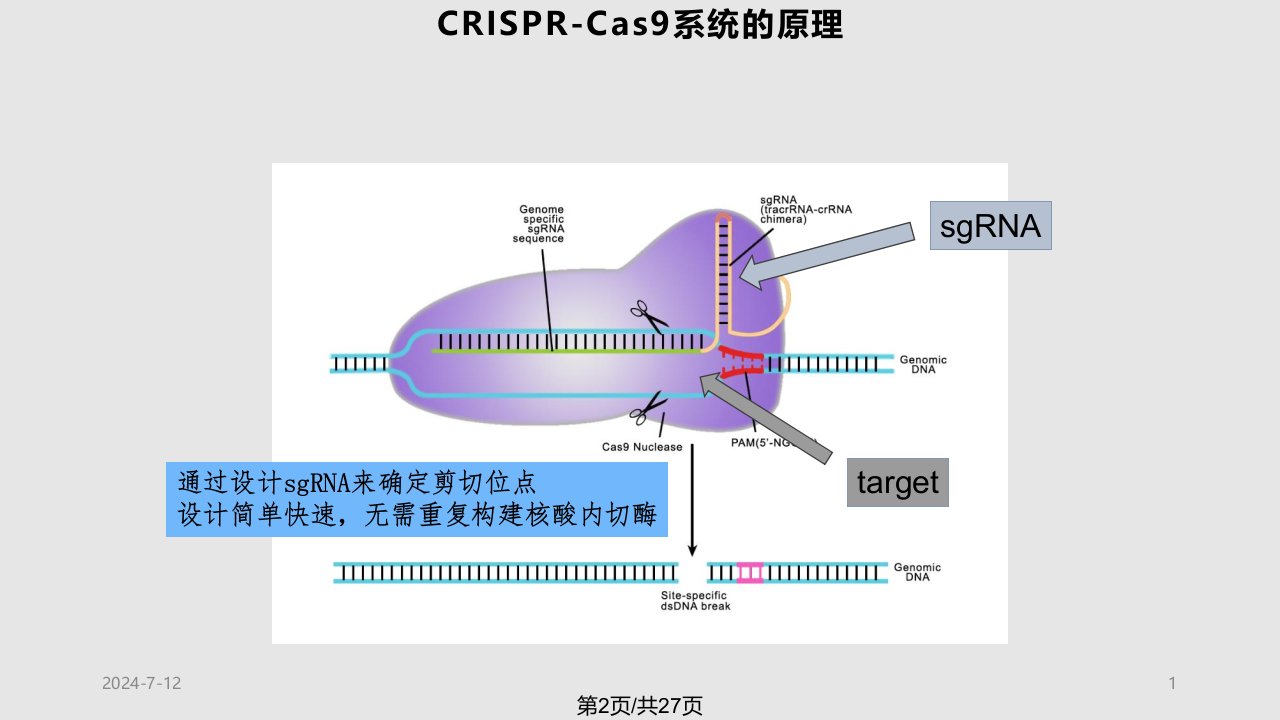 CRISPRCas基因敲除小鼠