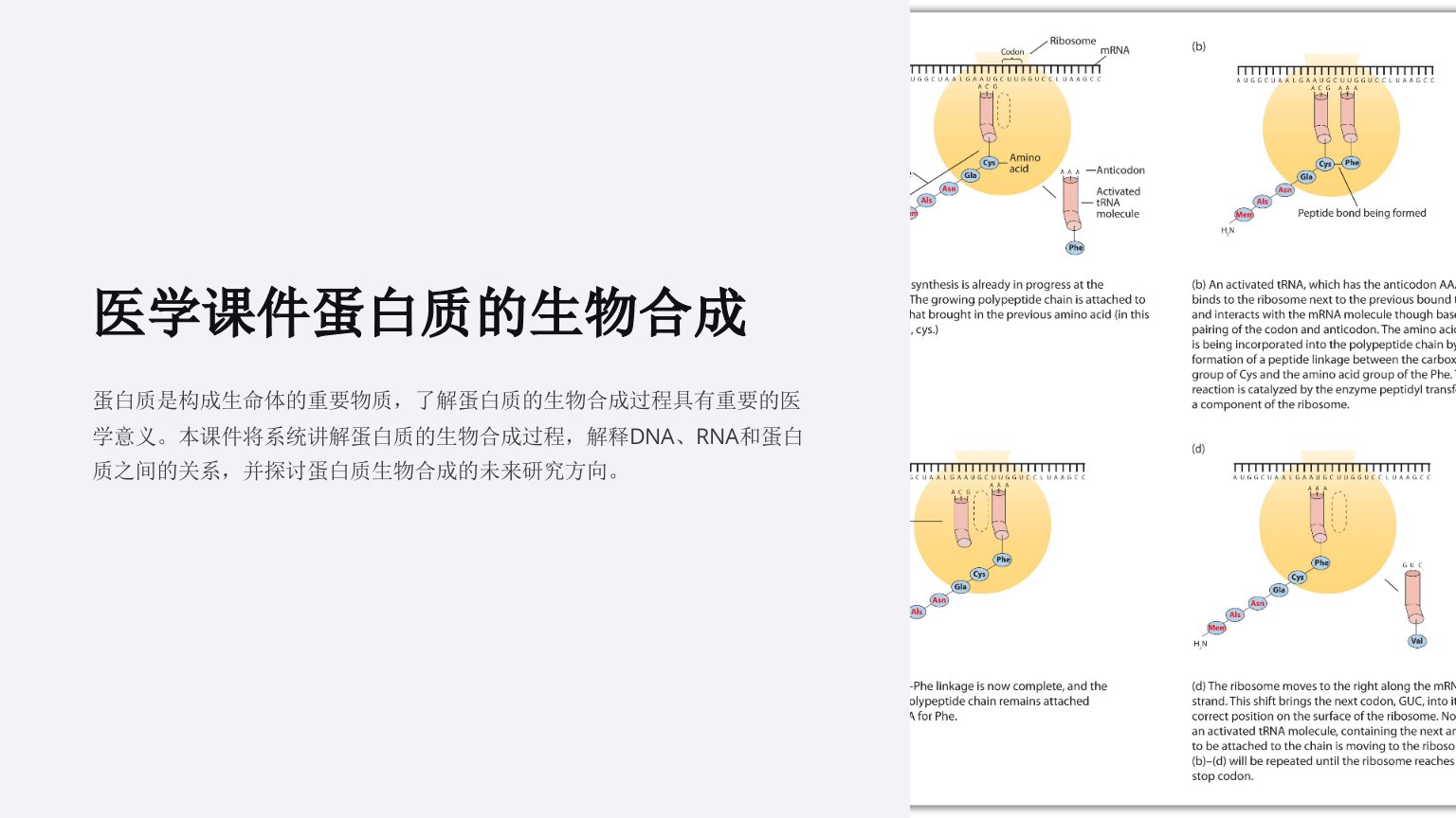 医学课件蛋白质的生物合成